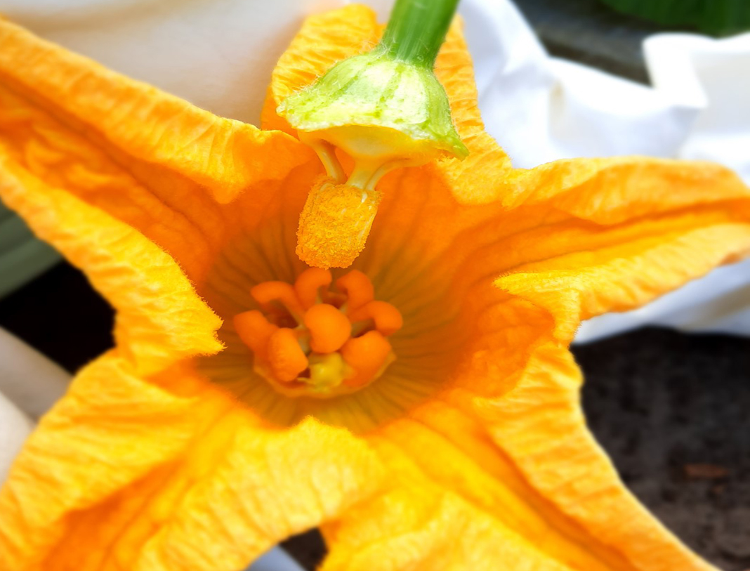 pompoen bloem stamper meeldraden oranje bestuiven man vrouw sex