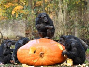 burgers zoo apen reuzenpompoen chimpansees atlantic giant halloween
