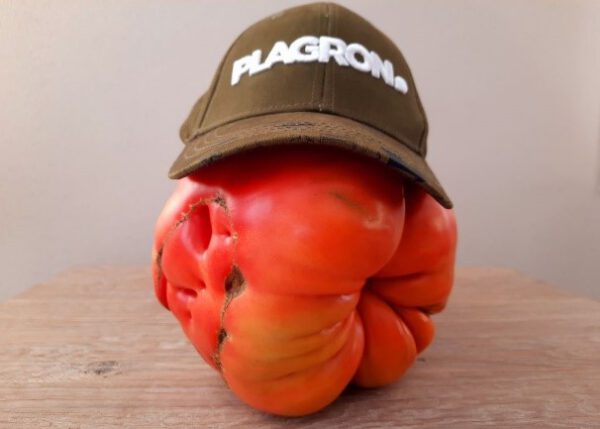 reuzentomaat plagron pet rood zaad tomaat bio