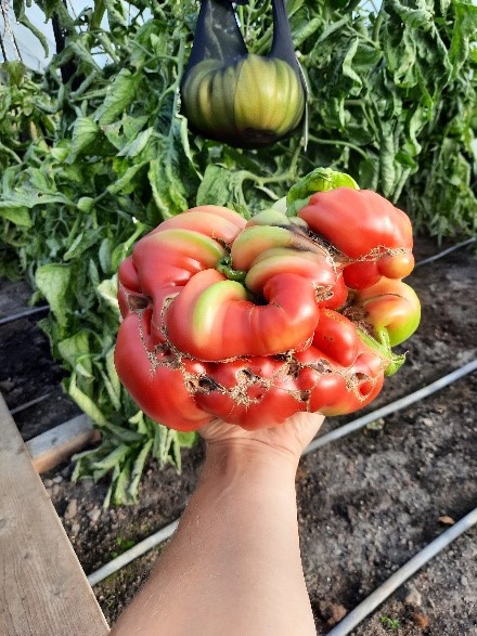 reuzen tomaat plant arm panty