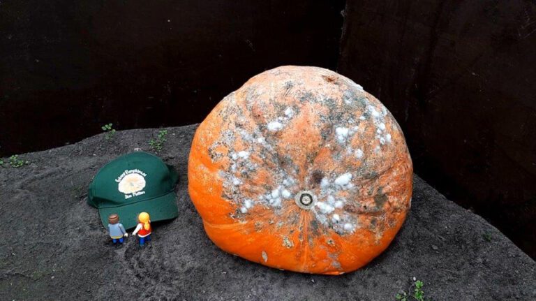 Rotting pumpkin schimmelpluis pompoen oranje pet playmobiel