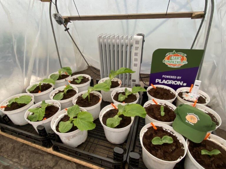 pompoenen pot kachel verwarming kas plagron giantpumpkins