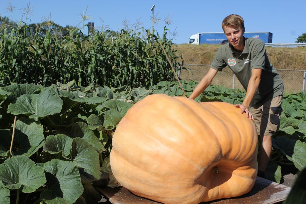 Gerjan Puttenstein grootste pompoen mais blad oranje gigantisch