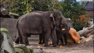 Artis amsterdam zoo olifant atlantic giant reuzenpompoen