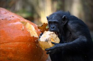 Chimps versus TWEE Giant Pumpkins Burgers Zoo Arnhem