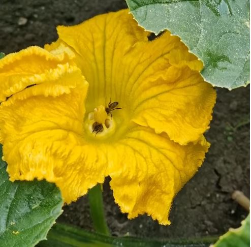 Verschil tussen gele en witte pompoenbloemen 2