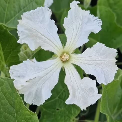 Verschil tussen gele en witte pompoenbloemen 3