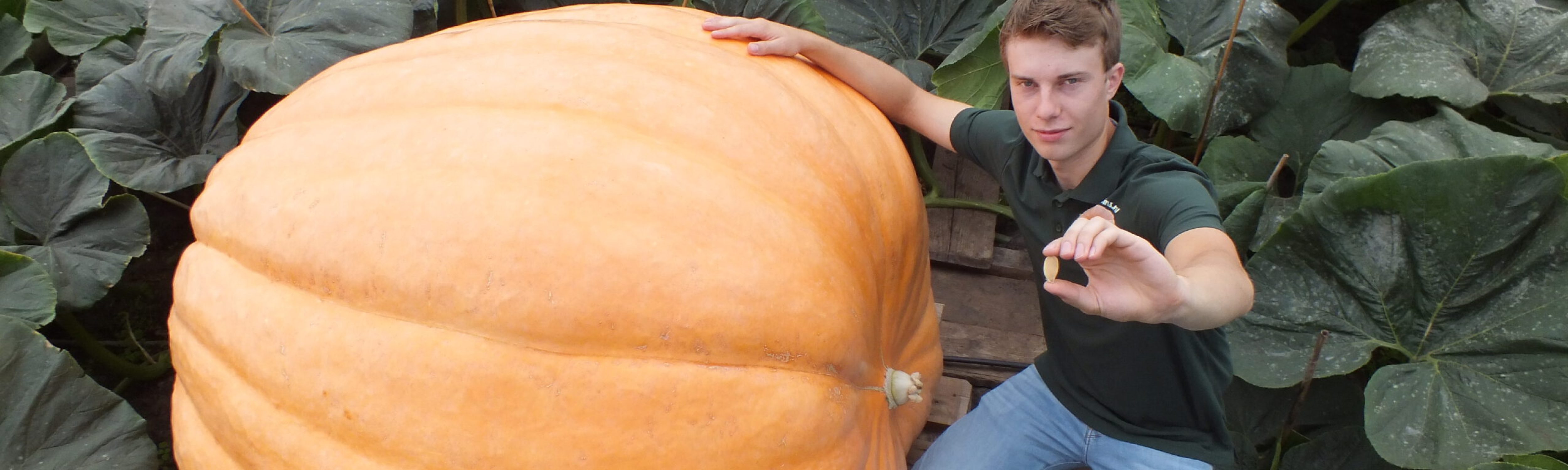 Atlantic giant seed pompoen oranje plant kweken zaad gigantisch